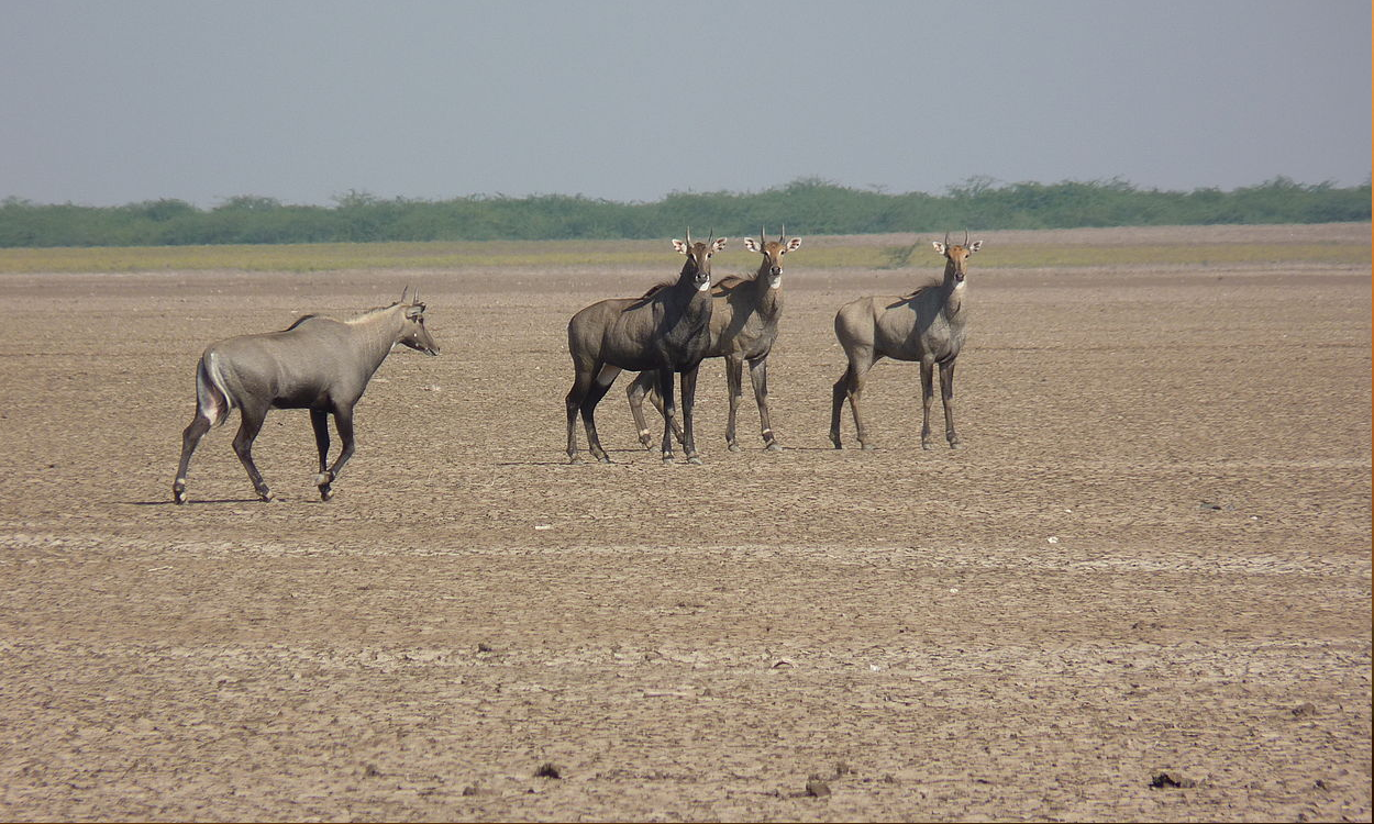 Thanks, Source of picture: By chinmayi s k - Own work, CC BY 2.5 in, https://commons.wikimedia.org/w/index.php?curid=12764112