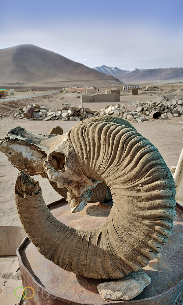 The skull of magnificent ibex goat