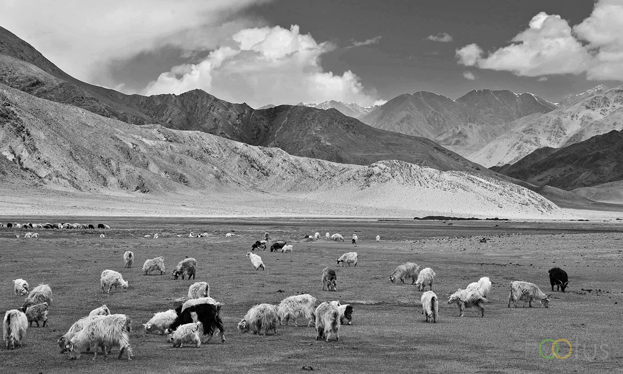 The himalayan cattles 
