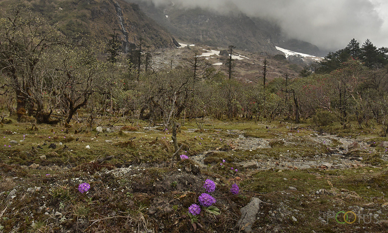 Yumthang Valley