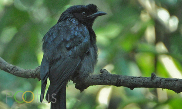Greater racket tailed drongon