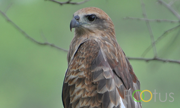 Black Kite