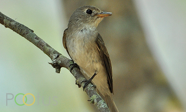 Asian Brown Flycatcher