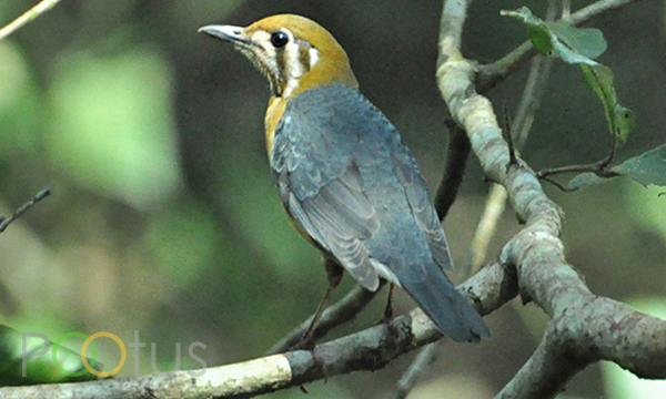 Orange-Headed Rock Thrush