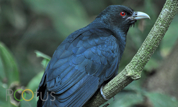 Asian Koel (Male)
