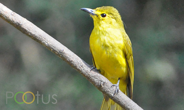 Yellow-Browed Bulbuls
