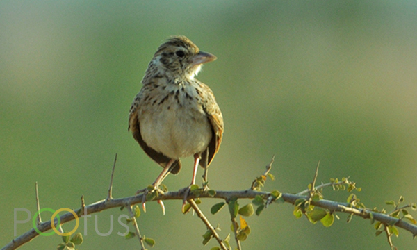 Indian Bushlark