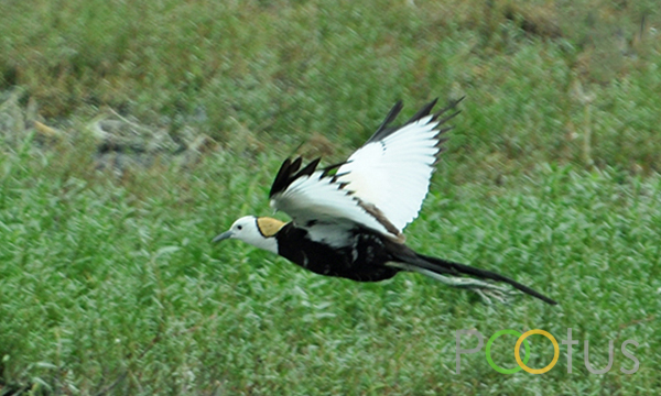 Pheasant-Tailed Jacana