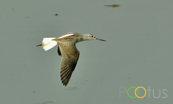 Marsh Sandpiper 