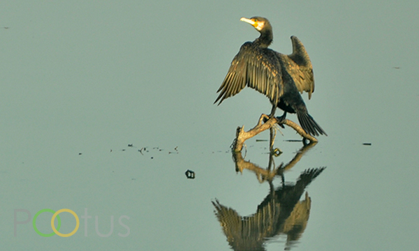 Great Cormorant 