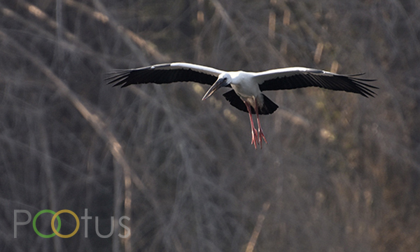 European White Stork