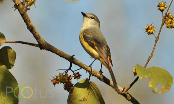 Rosy Minivet (Male)