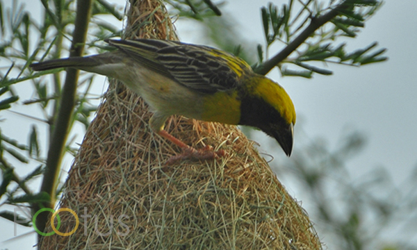 Baya Weaver