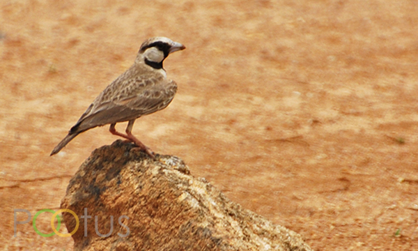 Ashy-Crowned Sparrow Lark