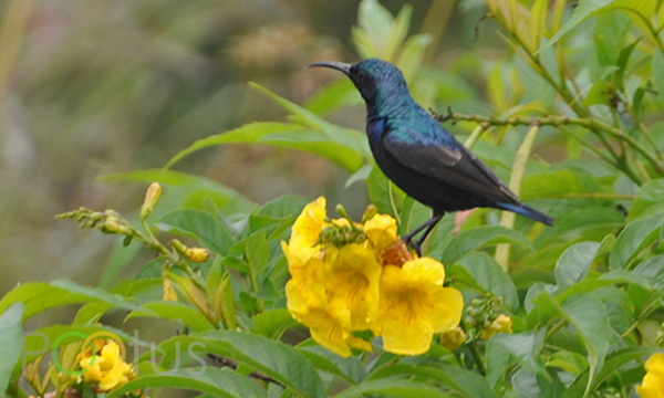 Loten’s Sunbird