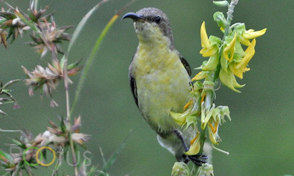 Purple-Rumped Sunbird (Female)