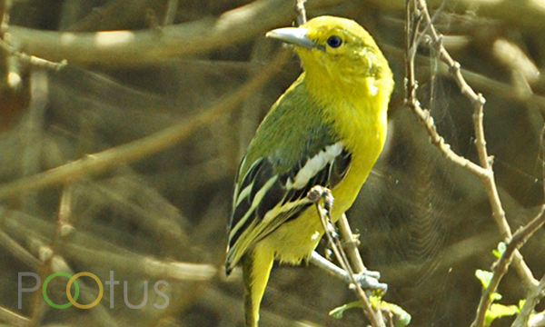 Citrine Wagtail