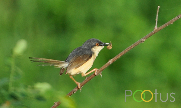 Ashy Prinia