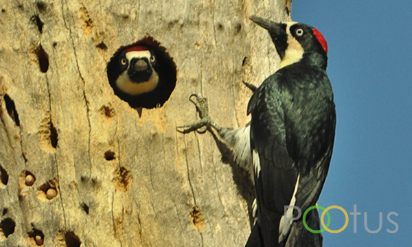 Acorn Woodpecker