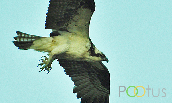 Osprey 