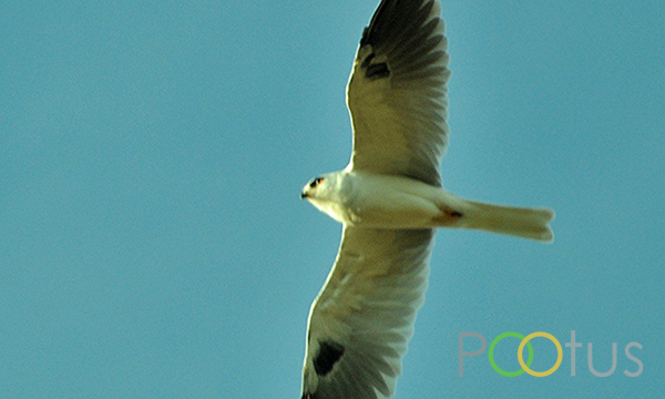 White –Tailed Kite 