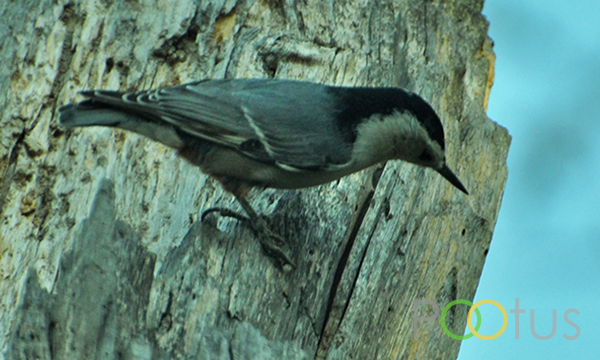 White-breasted Nuthatch