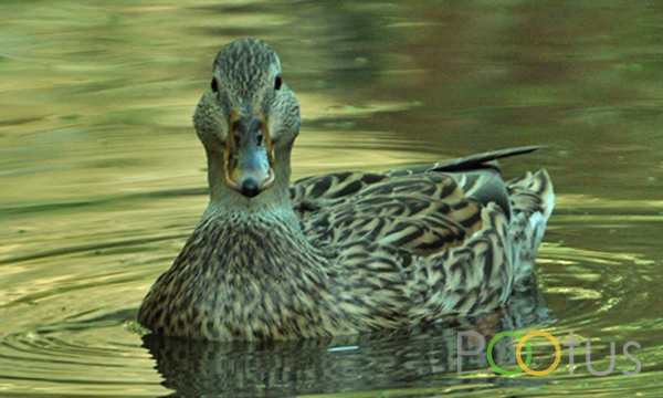 Mallard (Female)