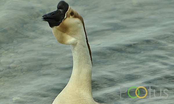 Wild Grey Goose 