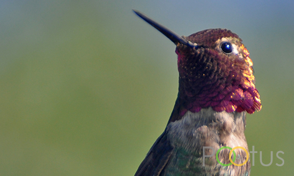 Anna’s Hummingbird 