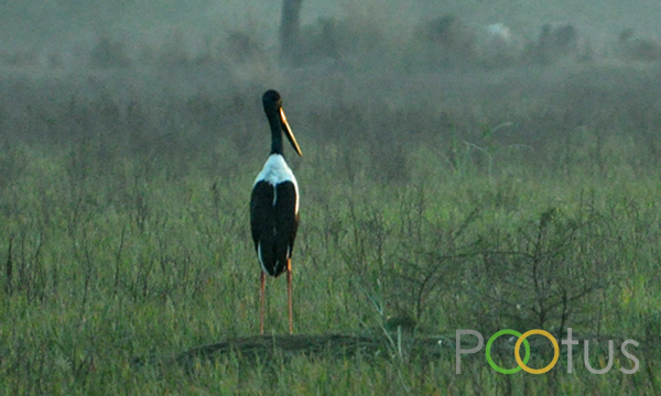 Black-Necked Stork