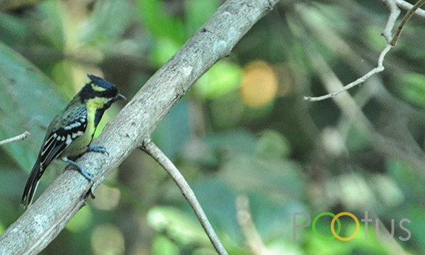  Indian Yellow Tit