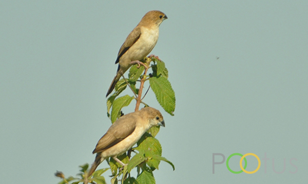 Silverbill 
