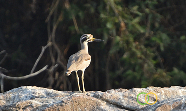 Great Stone - Plover