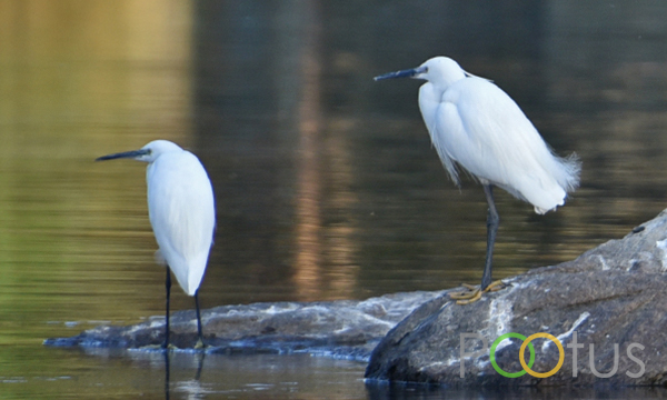  Little Egret