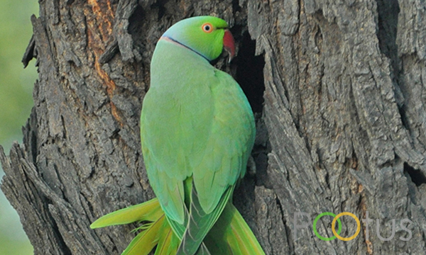 Rose-Ringed Parakeets 