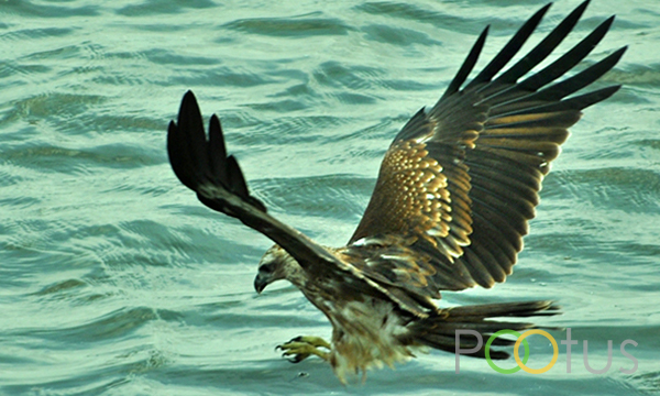 Black-Shouldered Kite