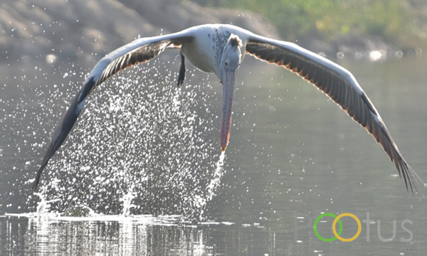 Spot-Billed Pelican