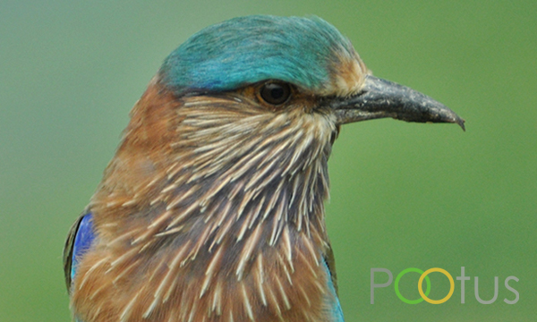Indian Roller