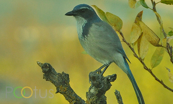 Western Scrub-Jay