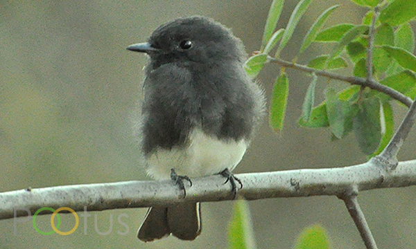 Black Phoebe