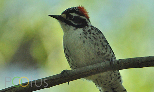 Ladder-Backed Woodpecker