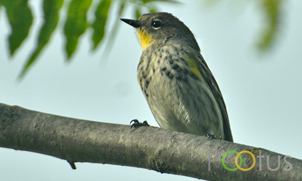 Yellow-Ramped Warbler (Female)