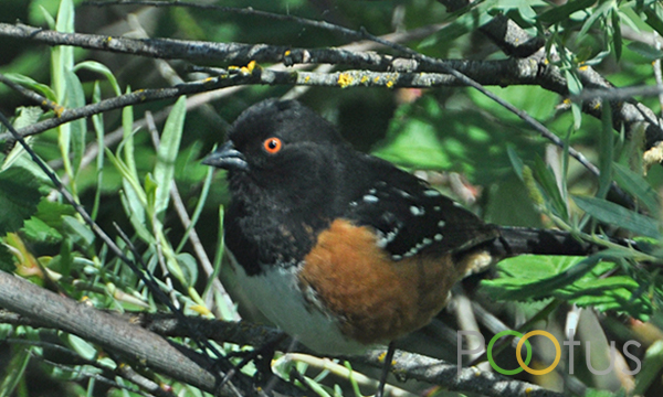 Spotted Towhee