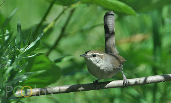 Bewick’s Wren