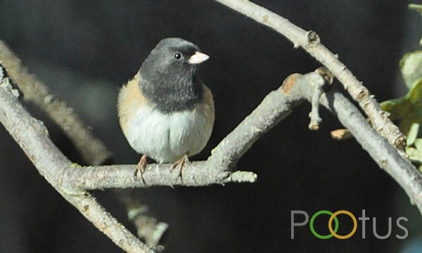 Dark-Eyed Junco