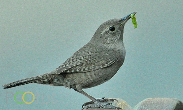 House Wren