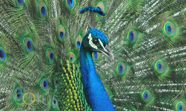 Peacock