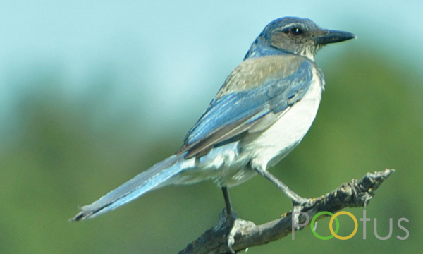 Western Scrub-Jay