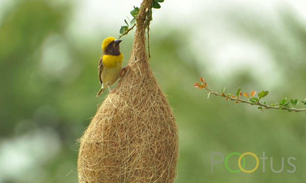 Baya Weaver-Male